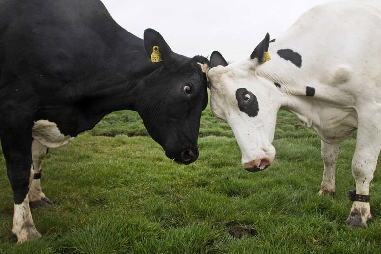 Troppo caldo per le mucche, produzione latte ridotta del 20% - RIPRODUZIONE RISERVATA