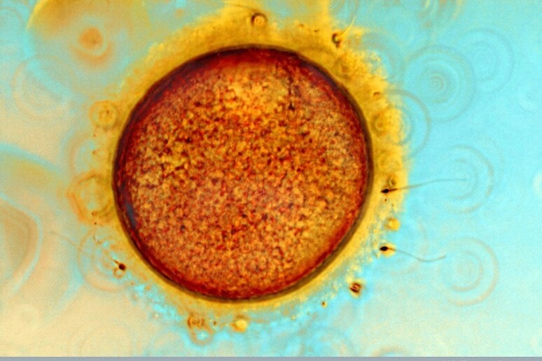 Riattivato l 'interruttore molecolare che accende la vita durante le fecondazione dell 'ovulo (fonte: Spike Walker, Wellcome Images) - RIPRODUZIONE RISERVATA