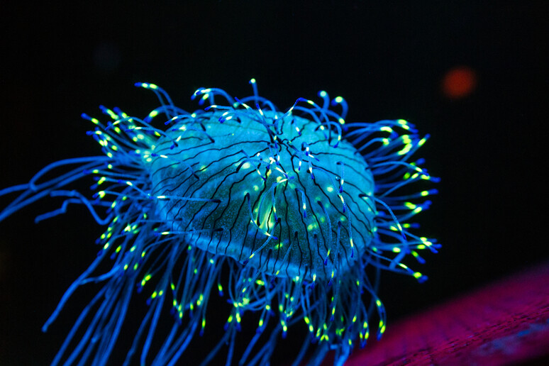 Una medusa bioluminescente che vive in profondità nella Baia di Monterey (fonte: Chris Favero/Flickr) - RIPRODUZIONE RISERVATA