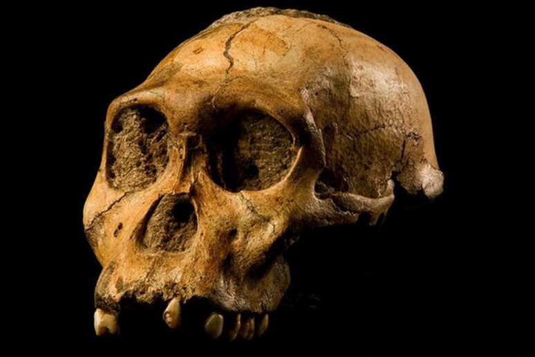 I resti del cranio di un esemplare di Australopithecus sediba (fonte: Brett Eloff/ Profberger and Wits University) - RIPRODUZIONE RISERVATA