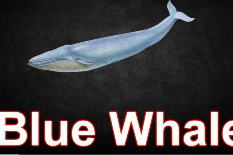 Il gioco Blue Whale - RIPRODUZIONE RISERVATA