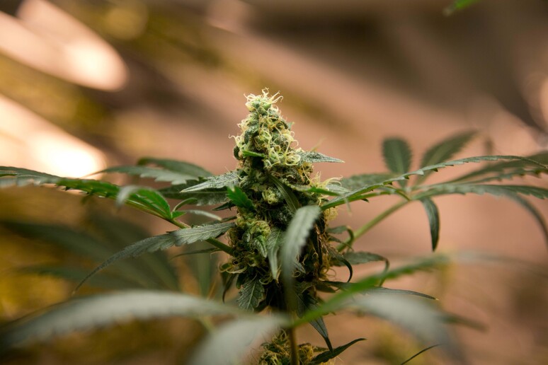 Una pianta di marijuana © ANSA/AP