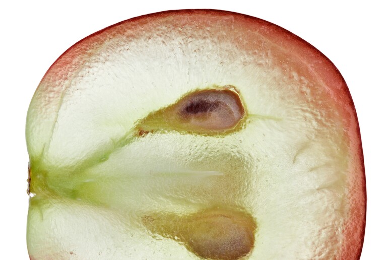 Estratto di uva può proteggere contro il cancro al colon - RIPRODUZIONE RISERVATA