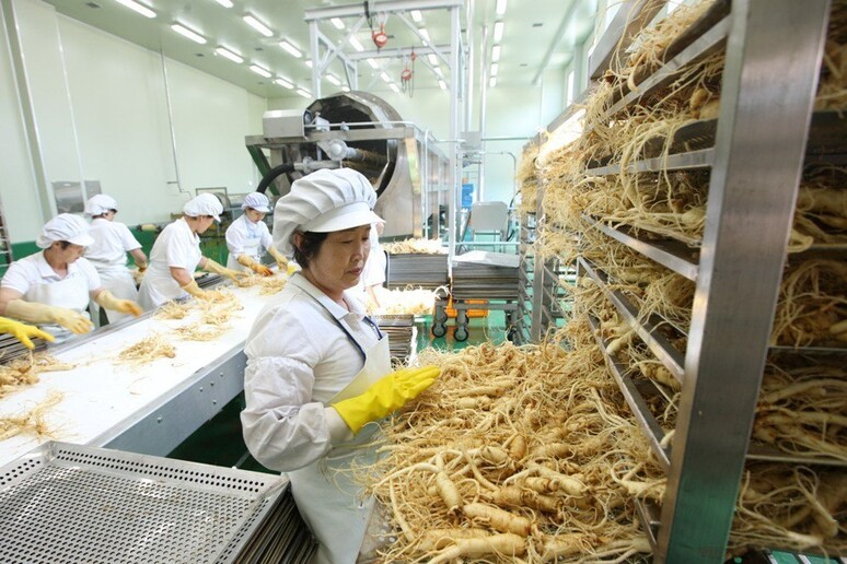La lavorazione della radice del ginseng in uno stabilimento coreano - RIPRODUZIONE RISERVATA