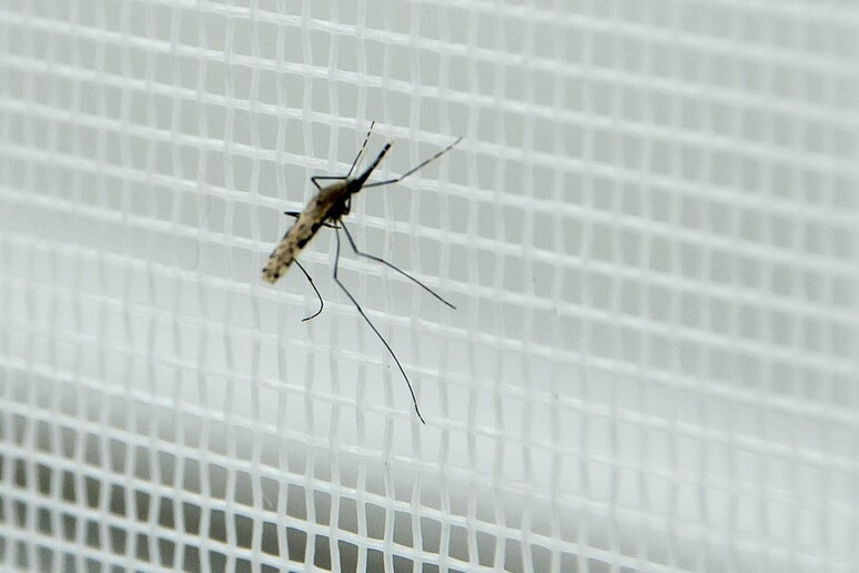 Italia importa in media 637 casi di malaria l 'anno - RIPRODUZIONE RISERVATA