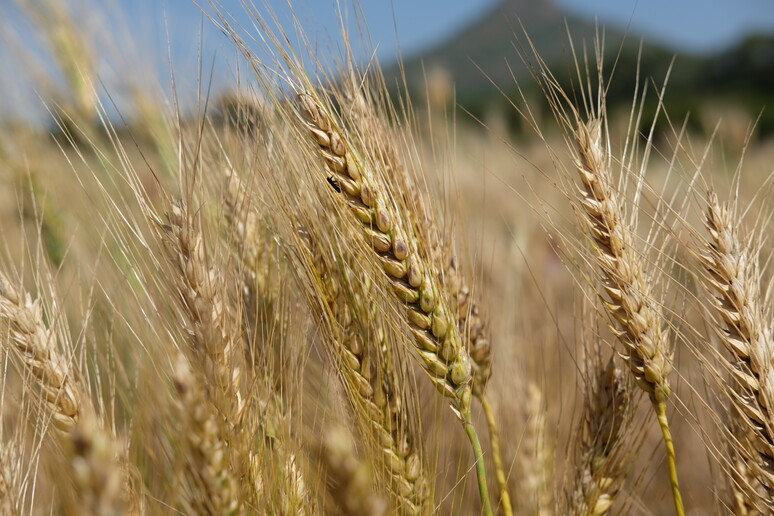Nuove varietà di grano nate dalla collaborazione fra contadini etiopi e genetisti, nell 'esperimento condotto in Etiopia e coordinato dall 'Italia (fonte: Scuola Superiore Sant 'Anna) - RIPRODUZIONE RISERVATA