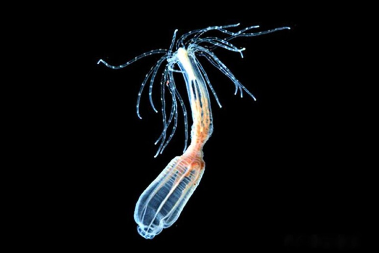Nell 'anemone di mare il  'trucco ' per la rigenerazione delle cellule del cuore (fonte: Università della Florida) - RIPRODUZIONE RISERVATA
