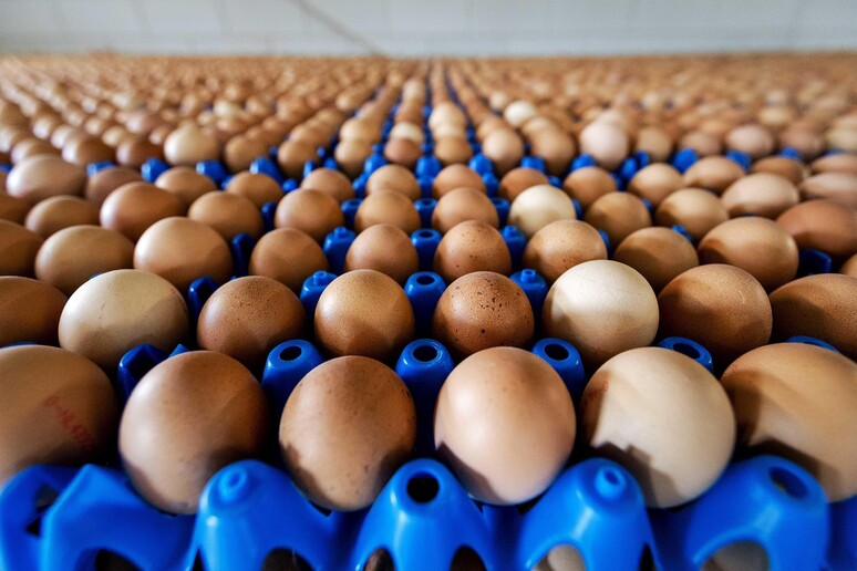 Uova contaminate: Nas, controlli in corso, nessuna anomalia © ANSA/EPA