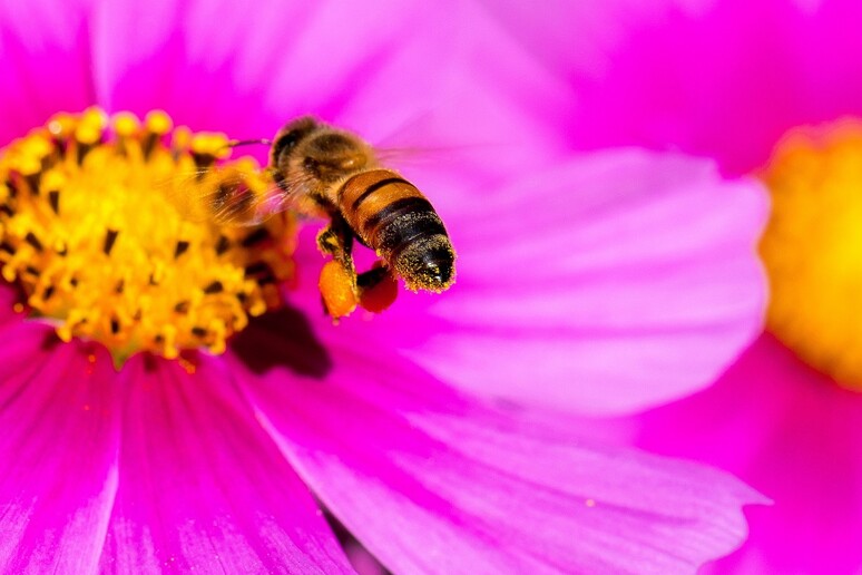 Anche le api comprendono il concetto di zero (fonte: Danny Perez Photography) - RIPRODUZIONE RISERVATA