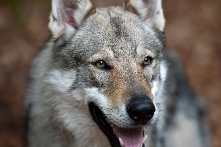 I cani moderni sono  'figli ' dello stesso lupo preistorico addomesticato in Europa (fonte: Sonja Pauen) - RIPRODUZIONE RISERVATA