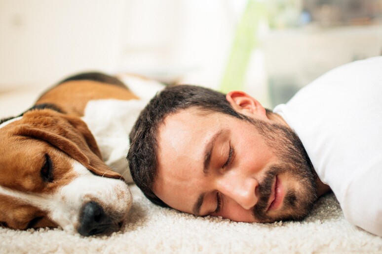 Dormire col cane fa riposare meglio, più conforto e sicurezza - RIPRODUZIONE RISERVATA