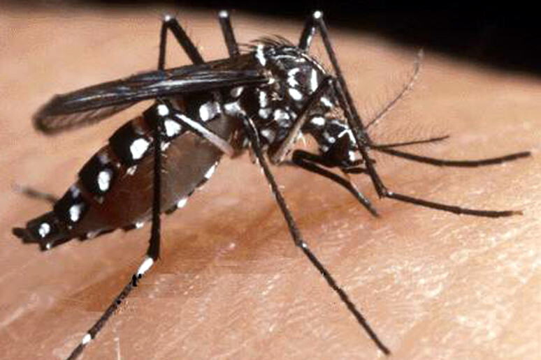 Un esemplare di zanzara tigre - RIPRODUZIONE RISERVATA