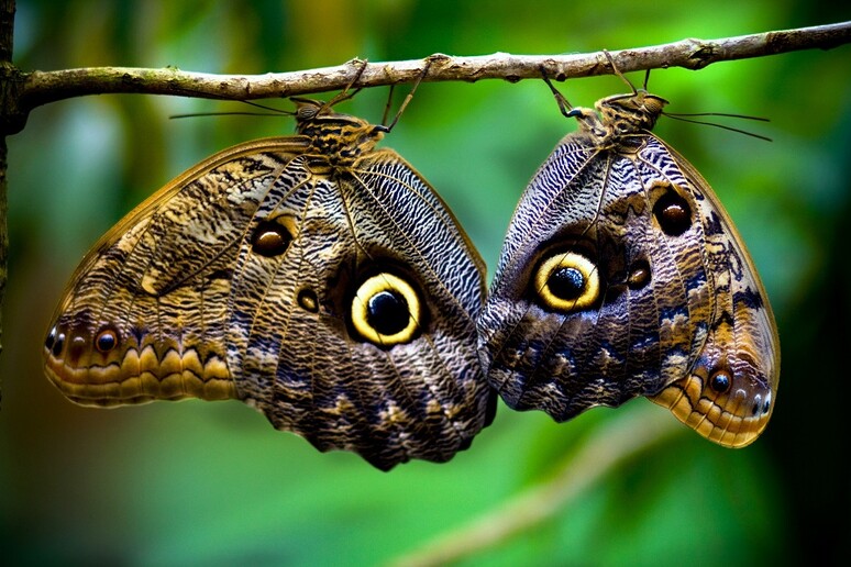 Le ali di farfalla capolavoro di un gene 'pittore' - Biotech 