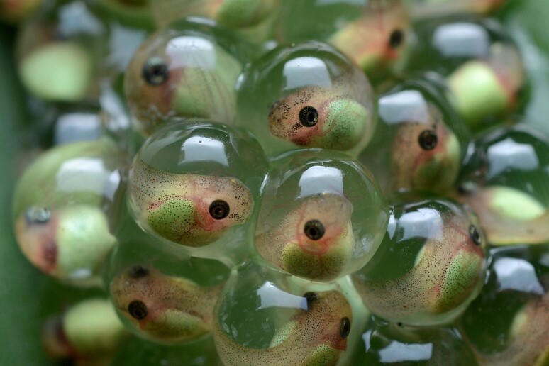 Il cervello immaturo guida lo sviluppo degli embrioni di rana (fonte: Geoff Gallice) - RIPRODUZIONE RISERVATA