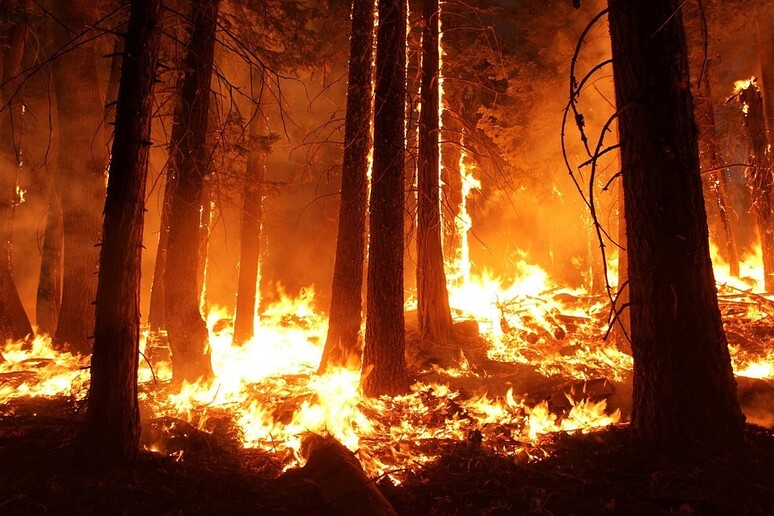 Gli incendi boschivi minacciano gusto e aroma dei vini prodotti nelle vicinanze (fonte: Pixabay) - RIPRODUZIONE RISERVATA