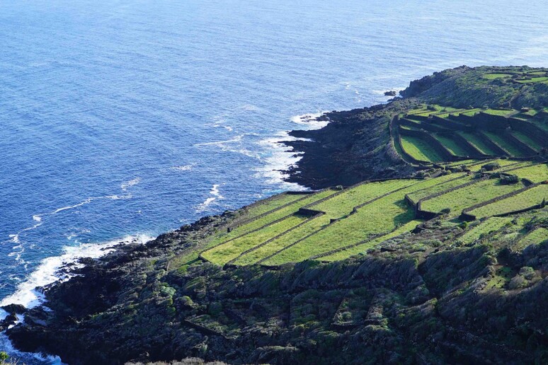 Uno scorcio dell 'isola di pantelleria, dove si pratica la viticoltura eroica - RIPRODUZIONE RISERVATA