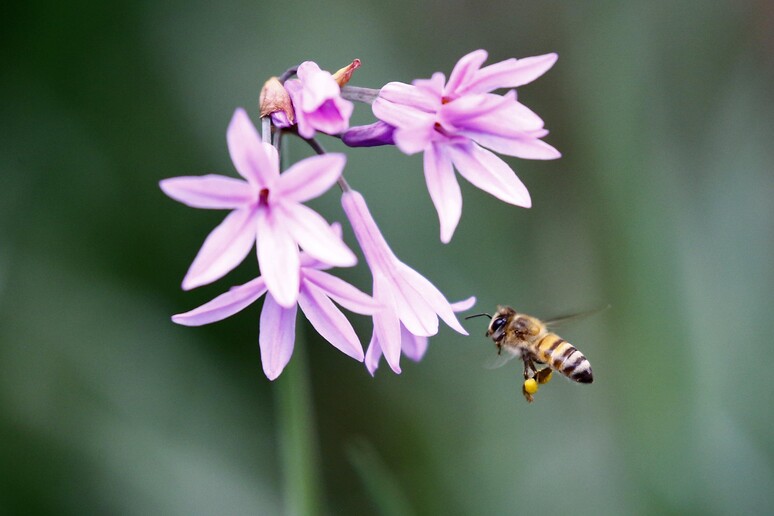 Agricoltura creativa, dalle api adottate al caciobond - RIPRODUZIONE RISERVATA