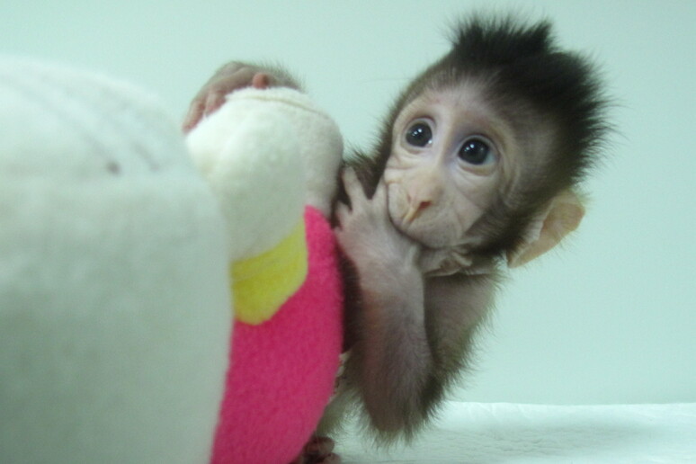 Zhong Zhong, una delle due scimmie clonate con la stessa tecnica con cui è stata ottenuta la pecora Dolly (Qiang Sun and Mu-ming Poo / Chinese Academy of Sciences) - RIPRODUZIONE RISERVATA