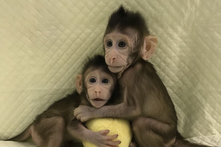 Zhong Zhong e Hua Hua, le due scimmie clonate con la stessa tecnica con cui è stata ottenuta la pecora Dolly - RIPRODUZIONE RISERVATA