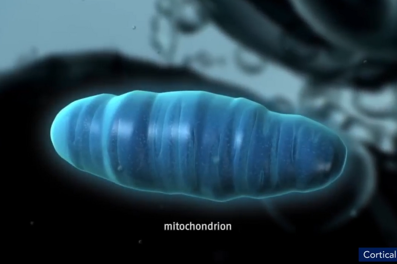 Mitocondrio (fonte: Iavarone Lab, Columbia University Medical Center) - RIPRODUZIONE RISERVATA