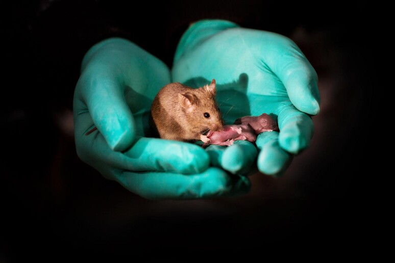 Un topo sano nato da due madri, con i suoi piccoli (fonte: Leyun Wang) - RIPRODUZIONE RISERVATA