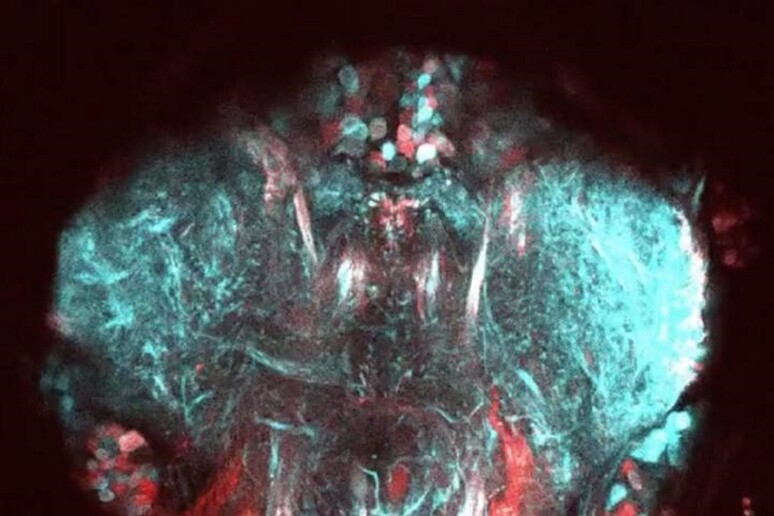 Immagine al microscopio dell’attività nervosa del moscerino della frutta (fonte: Pavan Ramdya, EPFL) - RIPRODUZIONE RISERVATA