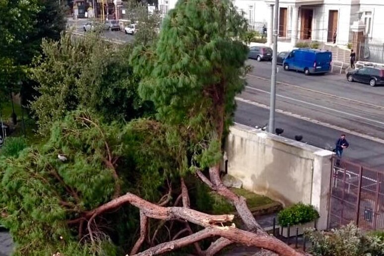 Roma, un grosso pino caduto all 'interno dell 'universita ' La Sapienza - RIPRODUZIONE RISERVATA