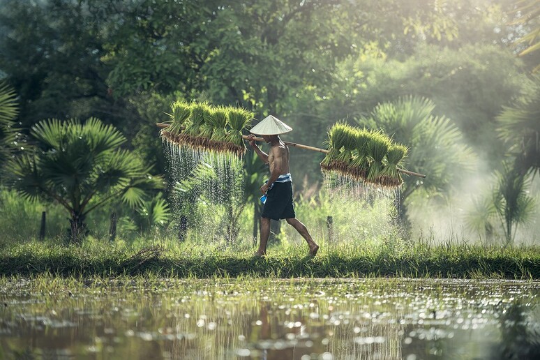 Cambogia. Un contadino trasporta piante di riso - RIPRODUZIONE RISERVATA