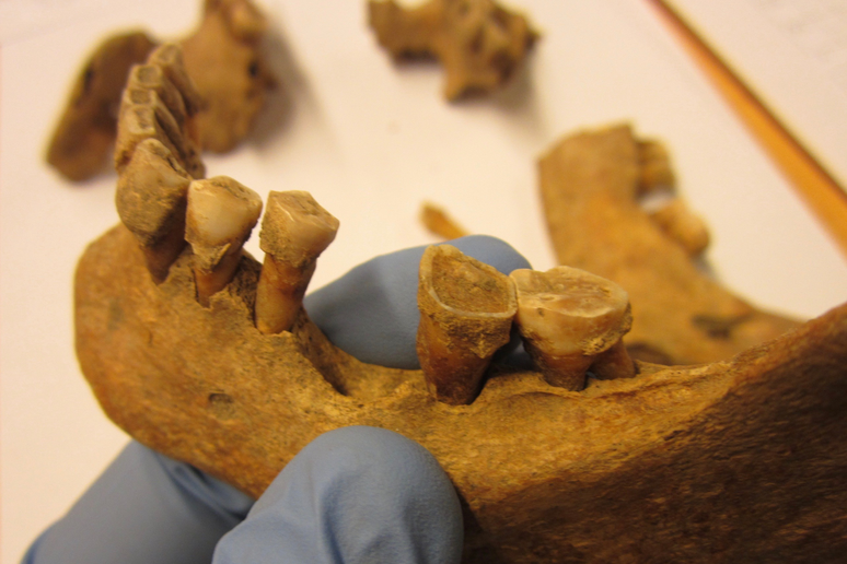 I denti analizzati dai ricercatori guidati dall 'italiano Enrico Cappellini (fonte: Liam Lanigan) - RIPRODUZIONE RISERVATA