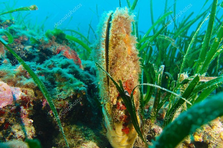 La Pinna Nobilis, una fra le specie più a rischio estinzione nel mar Mediterraneo -     RIPRODUZIONE RISERVATA
