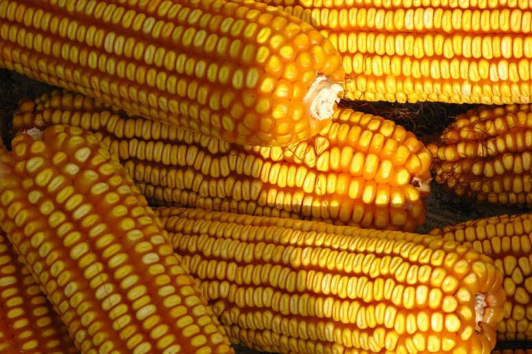 Il più vaso stdudio sulle colture di mais ogm indica che non c 'è nessuna evidenza che siano dannos eper sale ambiente (fonte: Scuola Superiore Sant 'Anna) - RIPRODUZIONE RISERVATA