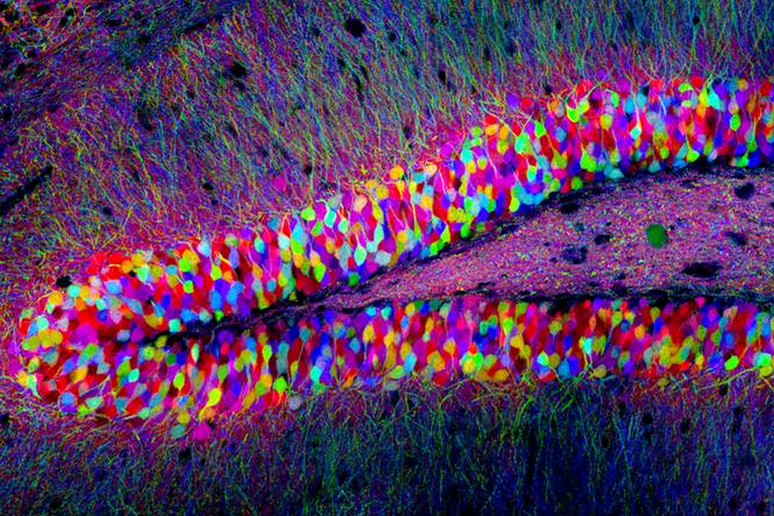 Cellule nervose di topo nell 'area del cervello chiamata ippocampo, la stessa in cui sono state innestati i neuroni coltivati in laboratorio (fonte: Tamily Weissman, Harvard University) - RIPRODUZIONE RISERVATA