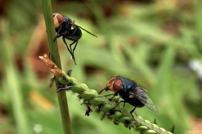 Le mosche possono essere usate come uno sciame di ‘droni naturali’ per catturare i batteri nell’ambiente e monitorare la diffusione delle epidemie (fonte: NTU Singapore) - RIPRODUZIONE RISERVATA