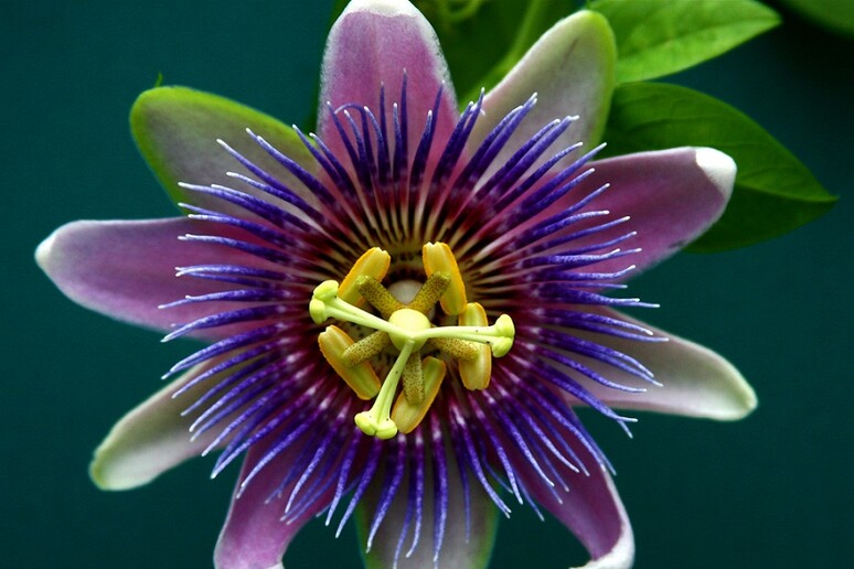 Riscritta l 'origine dei fiori (fonte: Liz West, Flickr) - RIPRODUZIONE RISERVATA