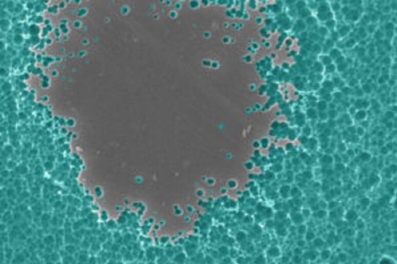 L 'enzima mangiapladtica visto al microscopio elettronico (fonte: Dennis Schroeder / NREL) - RIPRODUZIONE RISERVATA