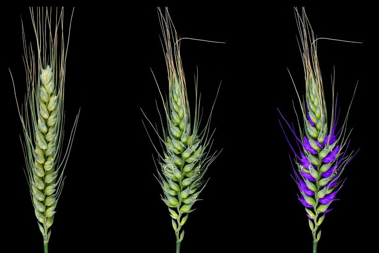 Scoperto il gene che  'disegna ' letteralmente le spighe di grano (fonte: CSIRO) - RIPRODUZIONE RISERVATA