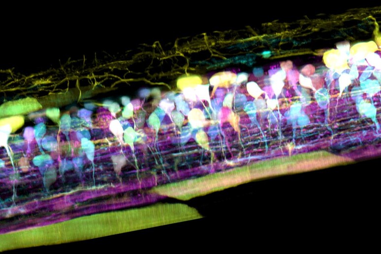 Il midollo spinale di un embrione di pesce zebra, nel quale i nuovi neuroni si formano in diversi colori in modo che il loro sviluppo possa essere seguito (fonte: T. Liu et al./Science 2018) - RIPRODUZIONE RISERVATA