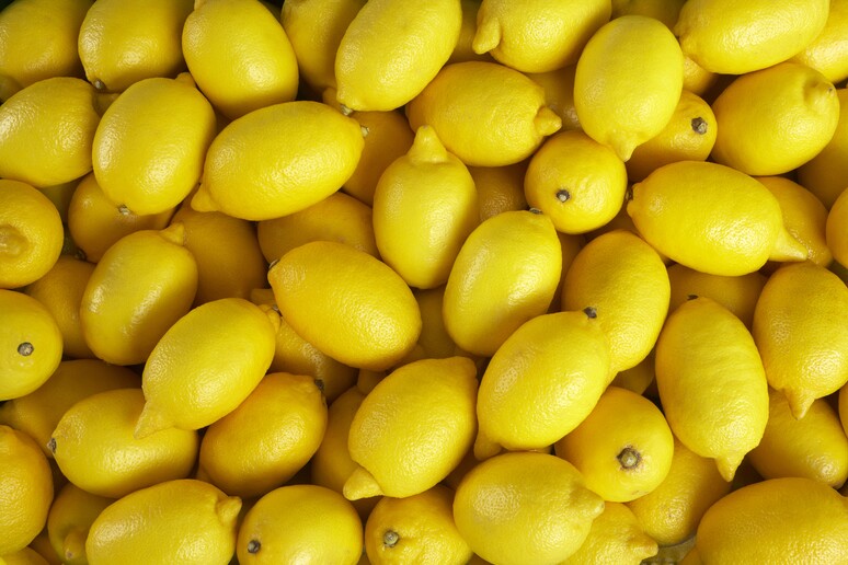 Da domani fino a domenica 22 aprile, retine di  'Limoni per la ricerca ' saranno distribuite in più di 2.500 supermercati - RIPRODUZIONE RISERVATA