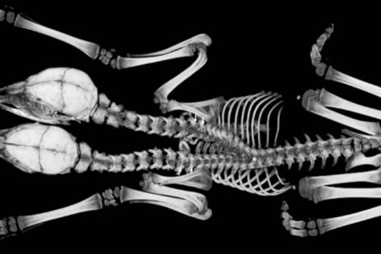 La radiografia del corpo dei gemelli siamesi di cerbiatto dalla coda bianca trovato in una foresta del Minnesota (fonte: D 'Angelo et al./The American Midland Naturalist) - RIPRODUZIONE RISERVATA