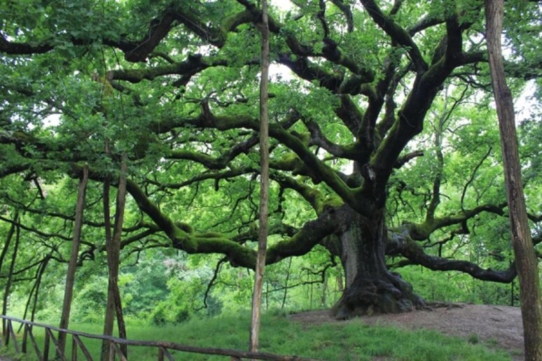 Viaggio tra gli alberi monumentali d 'Italia: la quercia delle streghe di Gragnano, in provincia di Lucca, che ha ispira - RIPRODUZIONE RISERVATA