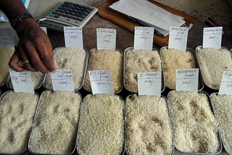 Nel Vercellese è nato riso 6+, previene malattie vecchiaia © ANSA/EPA
