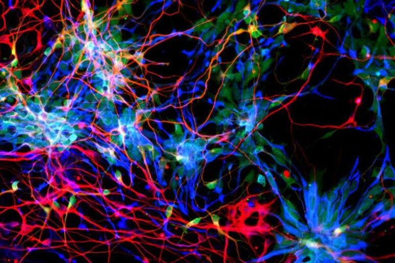 Neuroni della corteccia cerebrale coltivati in laboratorio hanno permesso di individuare i geni che hanno aumentato le dimensioni del cervello umano (fonte: Suzuki et al., Cell 10.1016/J.Cell.2018.03.067, 2018) - RIPRODUZIONE RISERVATA