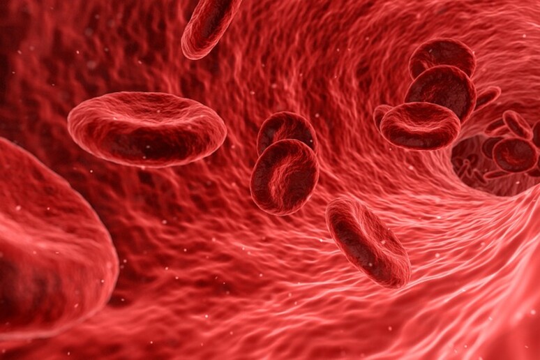 I globuli rossi modificati diventano una piattaforma per vaccini anti-Covid (fonte: Pixabay) - RIPRODUZIONE RISERVATA