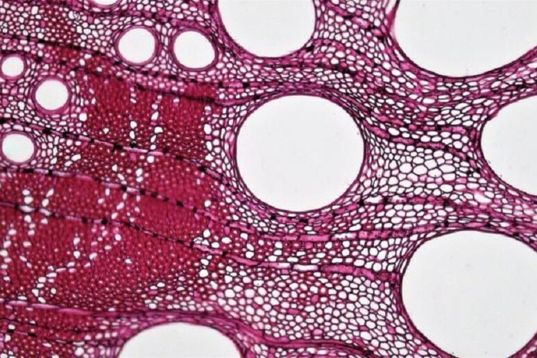 Sezione trasversale di una cellula vegetale di una quercia, che mostra in rosso la lignina (fonte: Berkshire Community College Bioscience Image Library) - RIPRODUZIONE RISERVATA