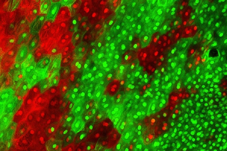 Cellule della pelle di topo (fonte: Hao Wu, Whitehead Institute, MIT) - RIPRODUZIONE RISERVATA