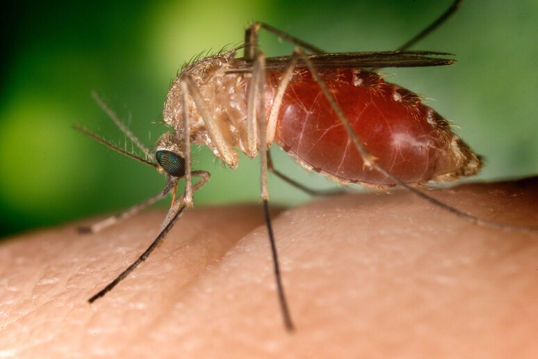 Un esemplare di zanzara  'culex ' © ANSA/EPA