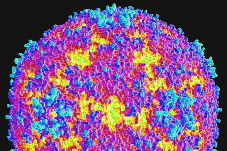 Rappresentazione grafica di un enterovirus (fonte: AJC1) - RIPRODUZIONE RISERVATA