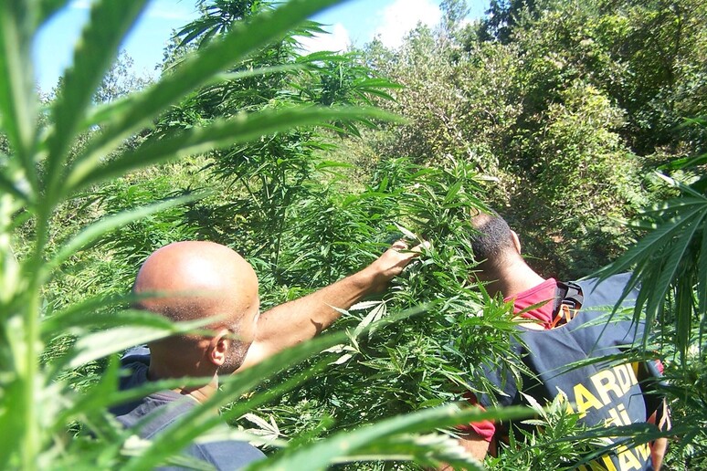 Scoperta piantagione di marijuana nel Salernitano, 3 arresti - RIPRODUZIONE RISERVATA