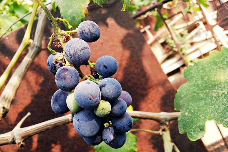 Rubati 600 kg uva passa, salta la produzione del  'Bukkuram '  (fonte: pixabay) - RIPRODUZIONE RISERVATA