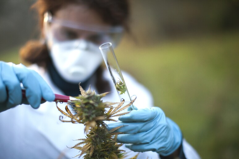 L 'analisi su un campione di cannabis - RIPRODUZIONE RISERVATA